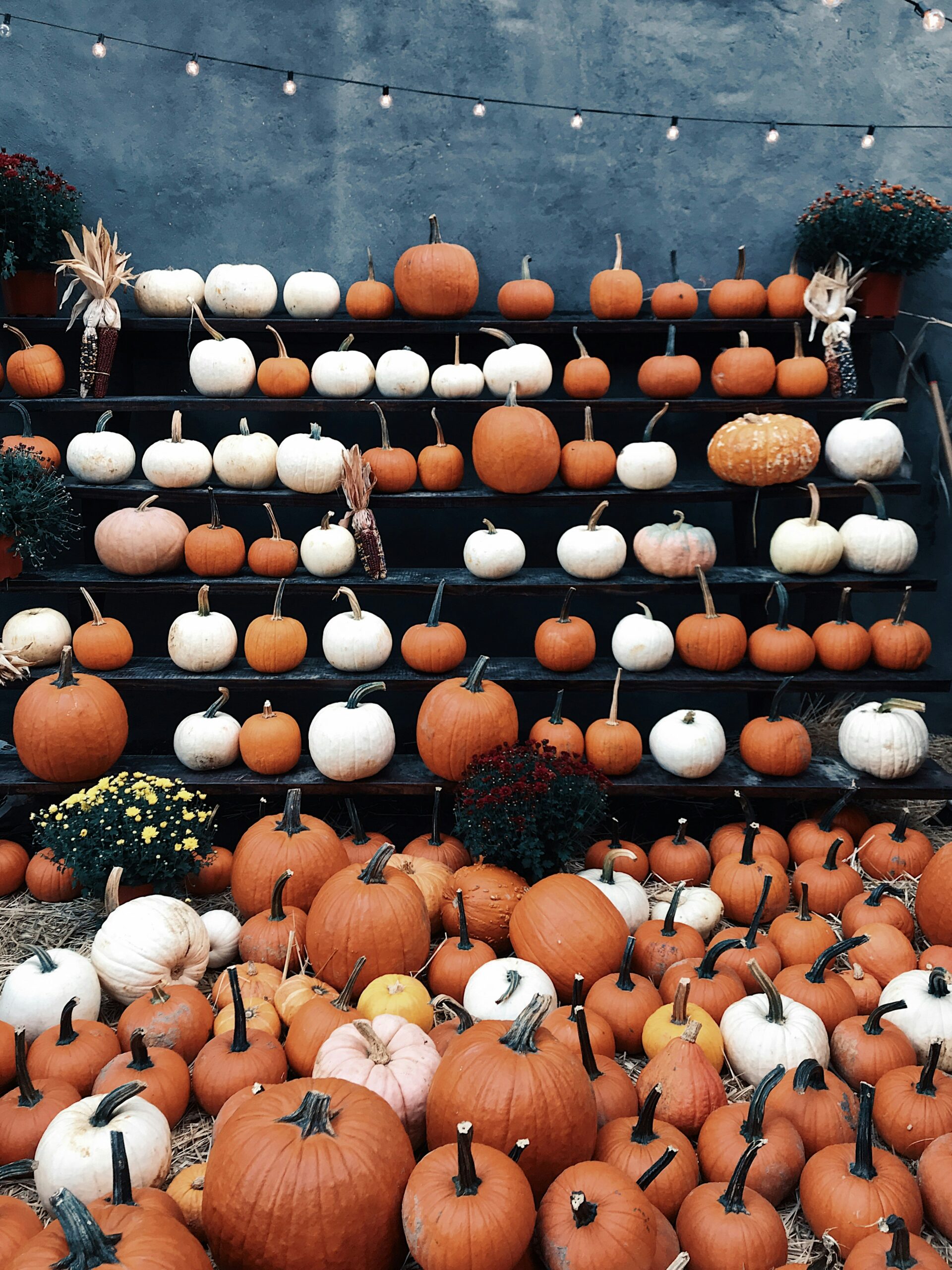 pumpkins