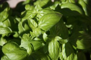 basil leaves