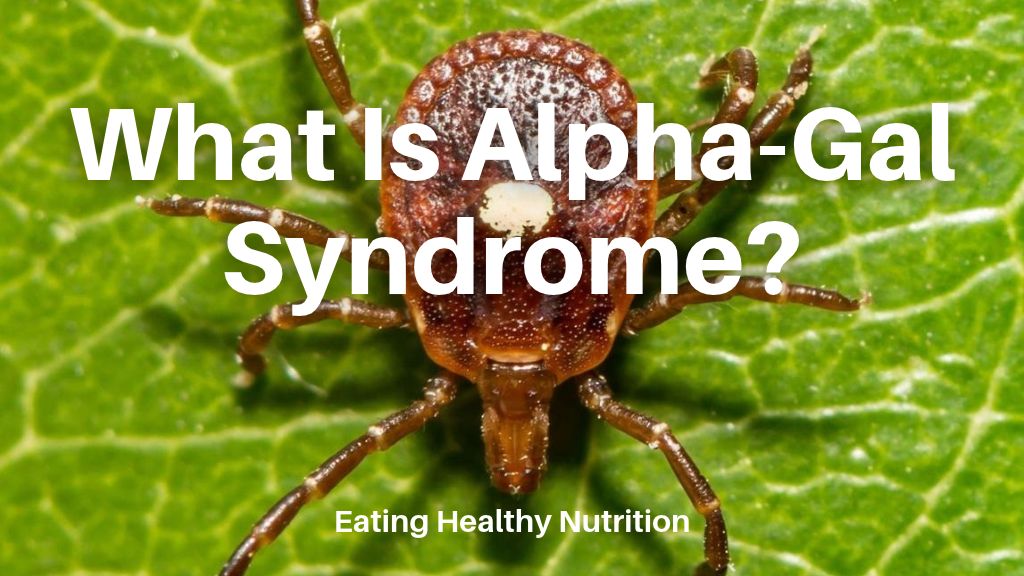 Female lone star tick with a distinctive white spot on its back, associated with alpha-gal syndrome.